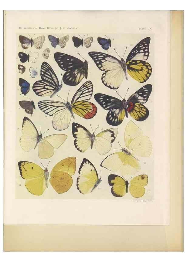 Reproducción/Reproduction 49023373728: Butterflies of Hongkong,. Hongkong,Kelly & Walsh,1907.. 
