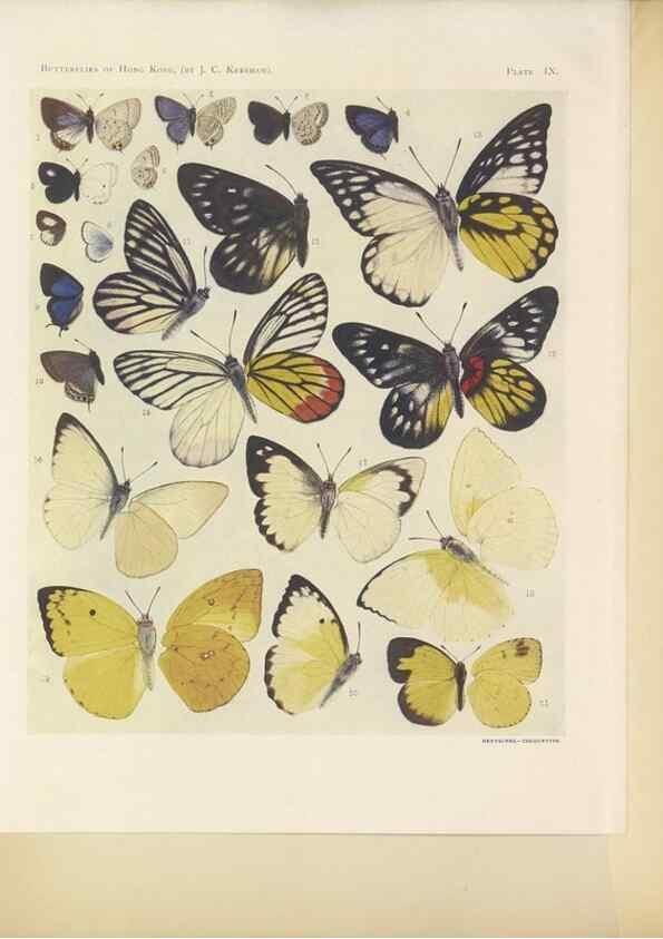 Reproducción/Reproduction 49023373728: Butterflies of Hongkong,. Hongkong,Kelly & Walsh,1907.. 