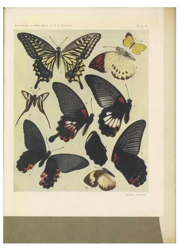 Reproducción/Reproduction 49023374053: Butterflies of Hongkong,. Hongkong,Kelly & Walsh,1907.. 