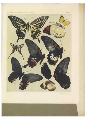 Reproducción/Reproduction 49023374053: Butterflies of Hongkong,. Hongkong,Kelly & Walsh,1907.. 