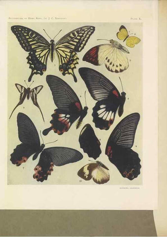 Reproducción/Reproduction 49023374053: Butterflies of Hongkong,. Hongkong,Kelly & Walsh,1907.. 
