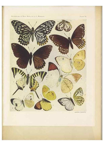 Reproducción/Reproduction 49024101942: Butterflies of Hongkong,. Hongkong,Kelly & Walsh,1907.. 