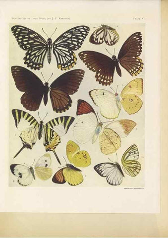 Reproducción/Reproduction 49024101942: Butterflies of Hongkong,. Hongkong,Kelly & Walsh,1907.. 