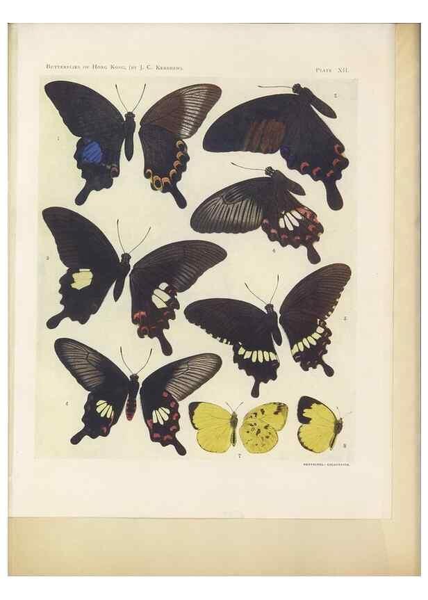 Reproducción/Reproduction 49023374808: Butterflies of Hongkong,. Hongkong,Kelly & Walsh,1907.. 