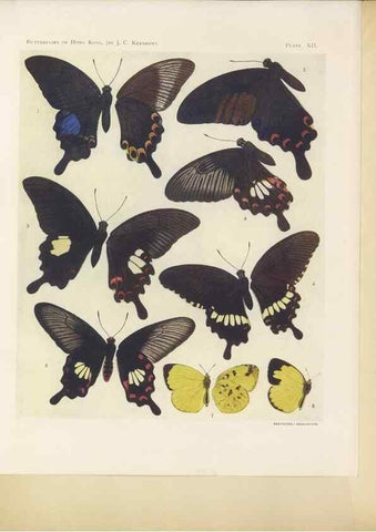 Reproducción/Reproduction 49023374808: Butterflies of Hongkong,. Hongkong,Kelly & Walsh,1907.. 