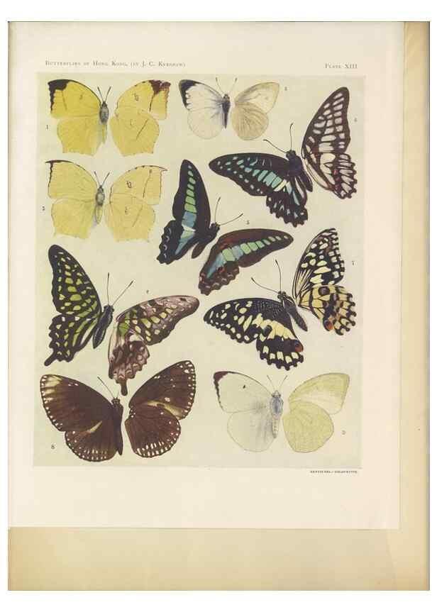 Reproducción/Reproduction 49023375098: Butterflies of Hongkong,. Hongkong,Kelly & Walsh,1907.. 
