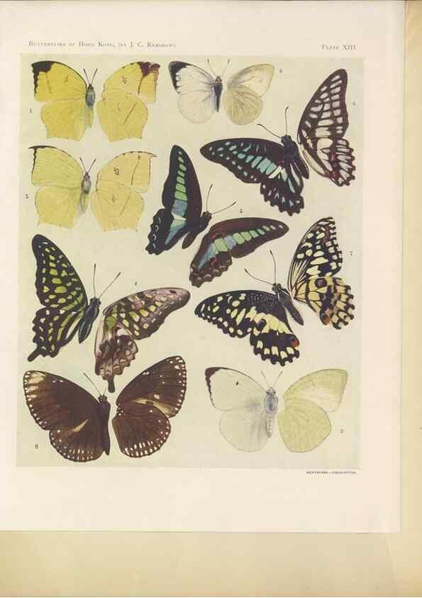 Reproducción/Reproduction 49023375098: Butterflies of Hongkong,. Hongkong,Kelly & Walsh,1907.. 