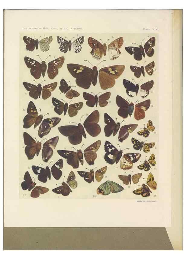 Reproducción/Reproduction 49023893821: Butterflies of Hongkong,. Hongkong,Kelly & Walsh,1907.. 