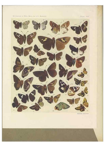 Reproducción/Reproduction 49023893821: Butterflies of Hongkong,. Hongkong,Kelly & Walsh,1907.. 