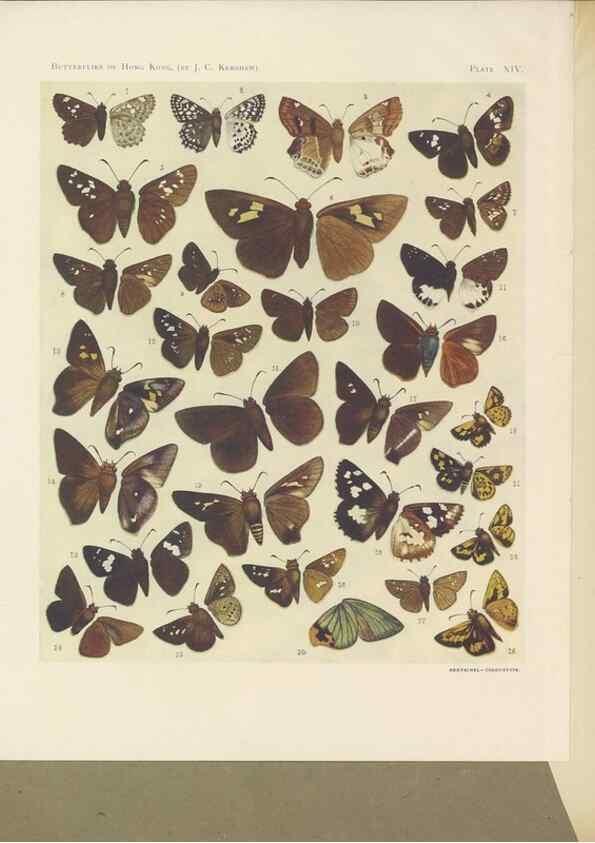 Reproducción/Reproduction 49023893821: Butterflies of Hongkong,. Hongkong,Kelly & Walsh,1907.. 