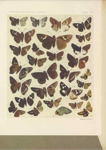 Reproducción/Reproduction 49023893821: Butterflies of Hongkong,. Hongkong,Kelly & Walsh,1907.. 