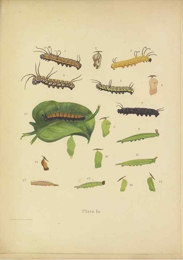 Reproducción/Reproduction 49023894181: Butterflies of Hongkong,. Hongkong,Kelly & Walsh,1907.. 