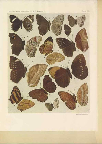 Reproducción/Reproduction 49024098487: Butterflies of Hongkong,. Hongkong,Kelly & Walsh,1907.. 