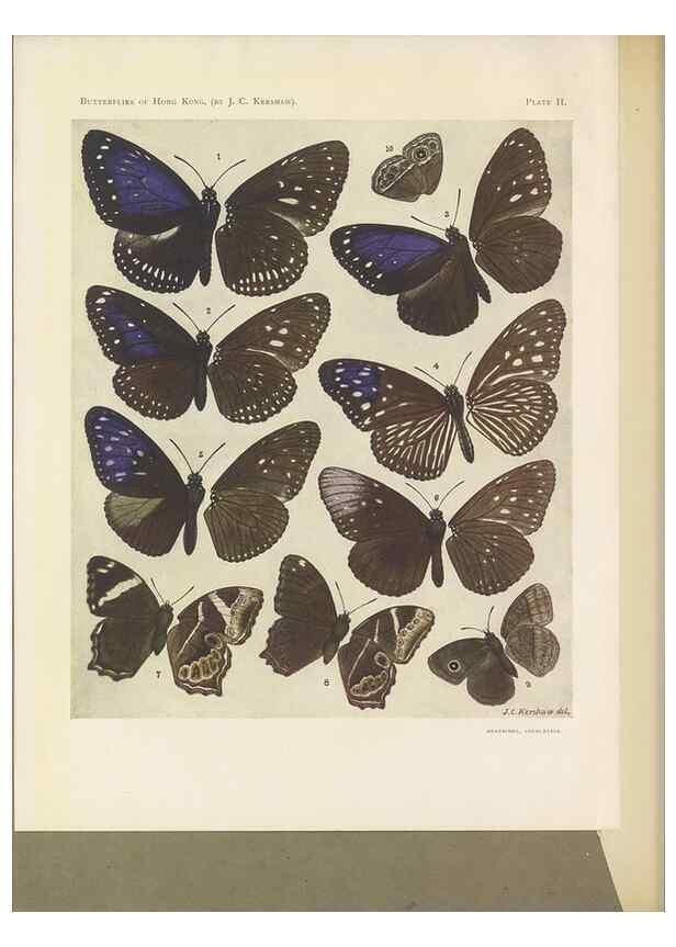 Reproducción/Reproduction 49024098012: Butterflies of Hongkong,. Hongkong,Kelly & Walsh,1907.. 