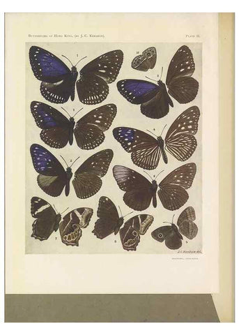 Reproducción/Reproduction 49024098012: Butterflies of Hongkong,. Hongkong,Kelly & Walsh,1907.. 