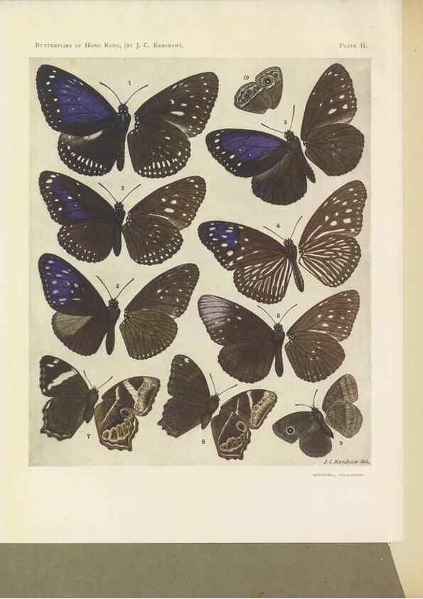 Reproducción/Reproduction 49024098012: Butterflies of Hongkong,. Hongkong,Kelly & Walsh,1907.. 