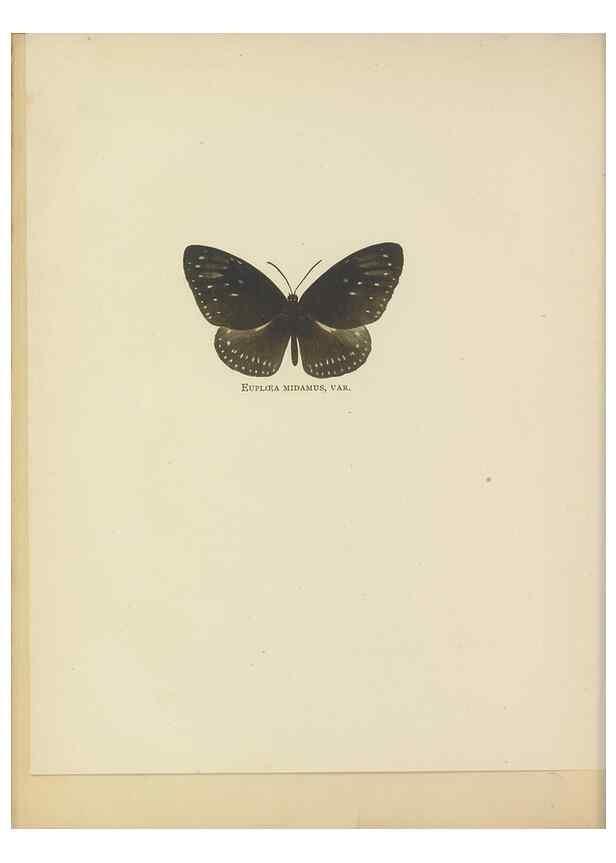 Reproducción/Reproduction 49023888706: Butterflies of Hongkong,. Hongkong,Kelly & Walsh,1907.. 