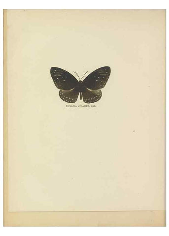 Reproducción/Reproduction 49023888706: Butterflies of Hongkong,. Hongkong,Kelly & Walsh,1907.. 