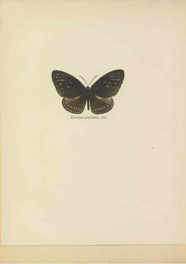 Reproducción/Reproduction 49023888706: Butterflies of Hongkong,. Hongkong,Kelly & Walsh,1907.. 