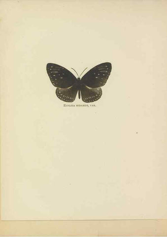 Reproducción/Reproduction 49023888706: Butterflies of Hongkong,. Hongkong,Kelly & Walsh,1907.. 