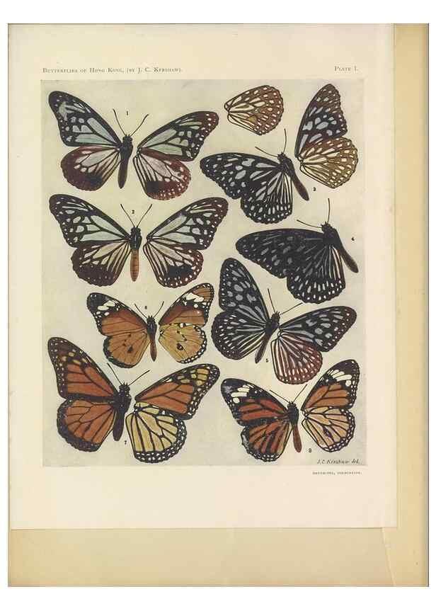 Reproducción/Reproduction 49023369873: Butterflies of Hongkong,. Hongkong,Kelly & Walsh,1907.. 