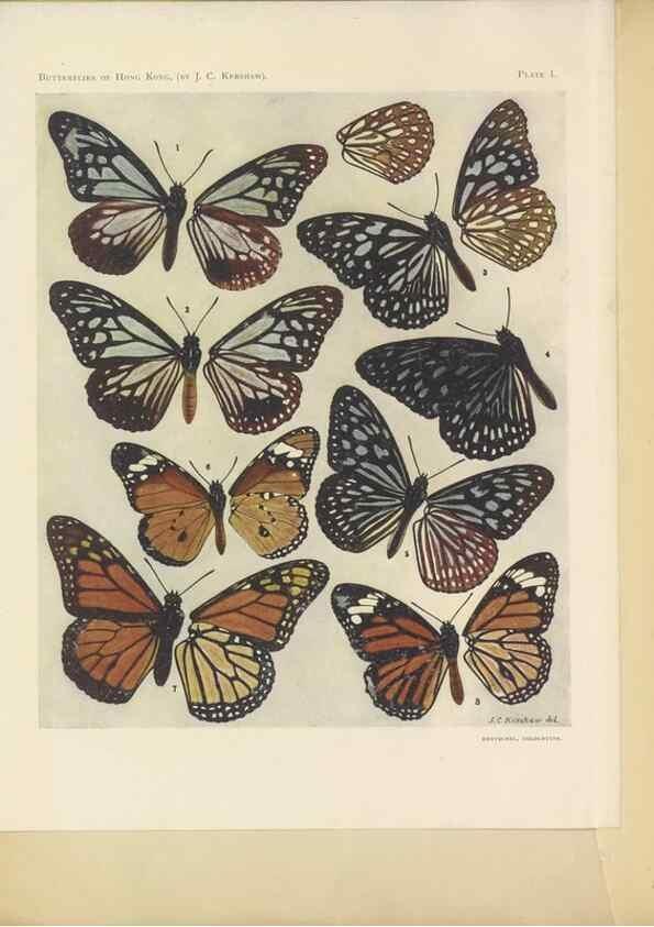 Reproducción/Reproduction 49023369873: Butterflies of Hongkong,. Hongkong,Kelly & Walsh,1907.. 