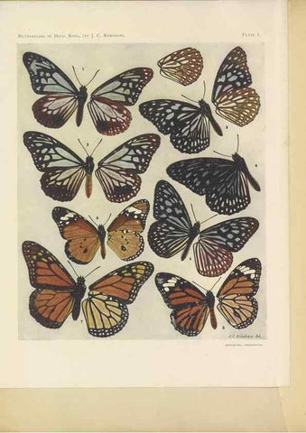 Reproducción/Reproduction 49023369873: Butterflies of Hongkong,. Hongkong,Kelly & Walsh,1907.. 