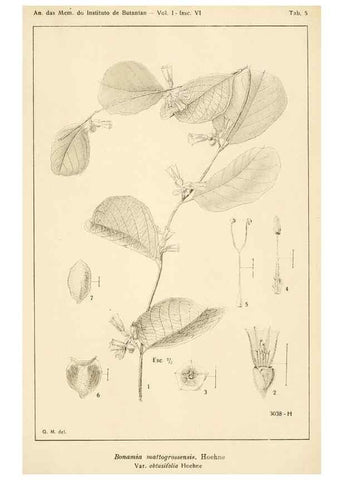 Reproducción/Reproduction 49013486582: Anexos das Memórias do Instituto de Butantan, Secção de Botânica.. S. Paulo :Comp. Melhoramentos de S. Paulo,1921-1922.. 