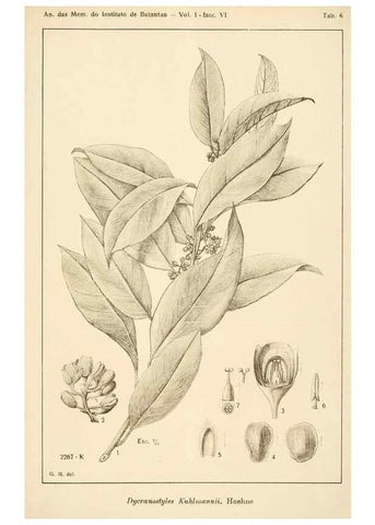 Reproducción/Reproduction 49012753518: Anexos das Memórias do Instituto de Butantan, Secção de Botânica.. S. Paulo :Comp. Melhoramentos de S. Paulo,1921-1922.. 