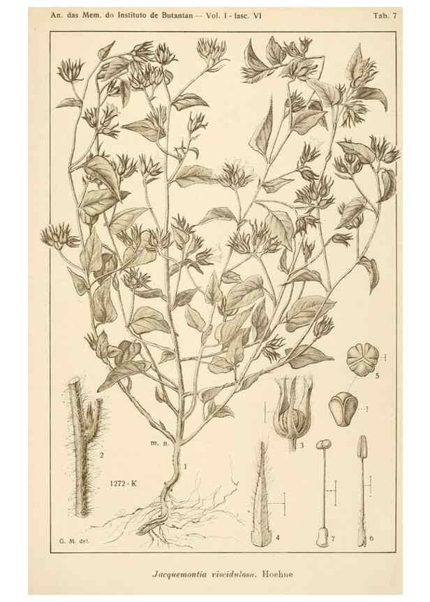 Reproducción/Reproduction 49013487242: Anexos das Memórias do Instituto de Butantan, Secção de Botânica.. S. Paulo :Comp. Melhoramentos de S. Paulo,1921-1922.. 