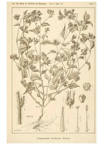 Reproducción/Reproduction 49013487242: Anexos das Memórias do Instituto de Butantan, Secção de Botânica.. S. Paulo :Comp. Melhoramentos de S. Paulo,1921-1922.. 