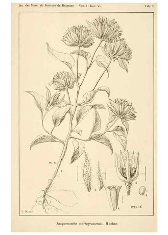 Reproducción/Reproduction 49012754583: Anexos das Memórias do Instituto de Butantan, Secção de Botânica.. S. Paulo :Comp. Melhoramentos de S. Paulo,1921-1922.. 