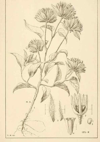 Reproducción/Reproduction 49012754583: Anexos das Memórias do Instituto de Butantan, Secção de Botânica.. S. Paulo :Comp. Melhoramentos de S. Paulo,1921-1922.. 