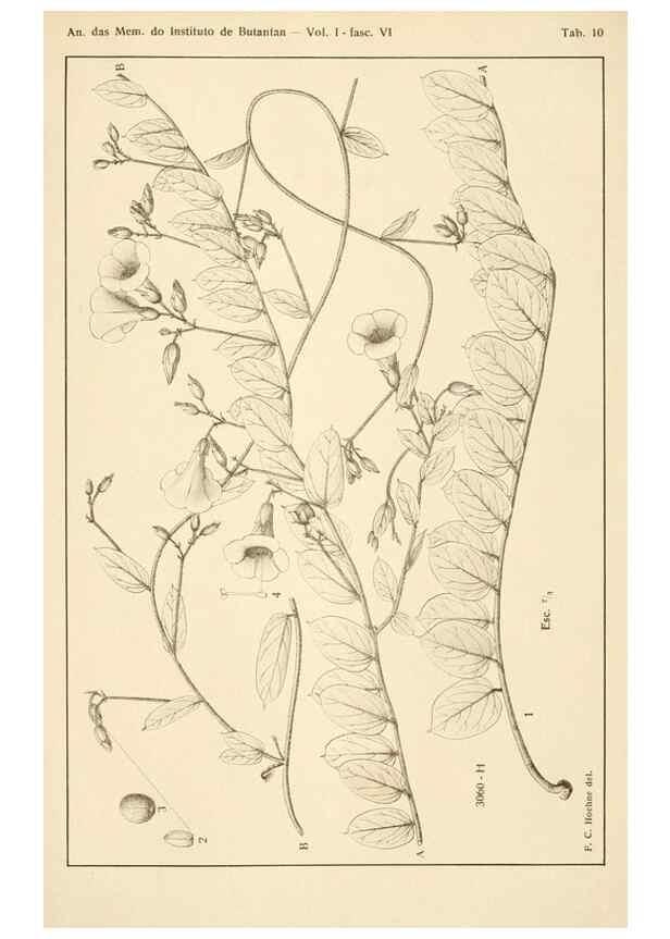 Reproducción/Reproduction 49012754978: Anexos das Memórias do Instituto de Butantan, Secção de Botânica.. S. Paulo :Comp. Melhoramentos de S. Paulo,1921-1922.. 