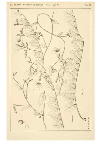 Reproducción/Reproduction 49012754978: Anexos das Memórias do Instituto de Butantan, Secção de Botânica.. S. Paulo :Comp. Melhoramentos de S. Paulo,1921-1922.. 