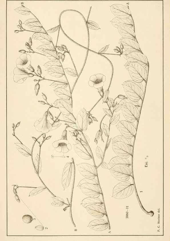 Reproducción/Reproduction 49012754978: Anexos das Memórias do Instituto de Butantan, Secção de Botânica.. S. Paulo :Comp. Melhoramentos de S. Paulo,1921-1922.. 