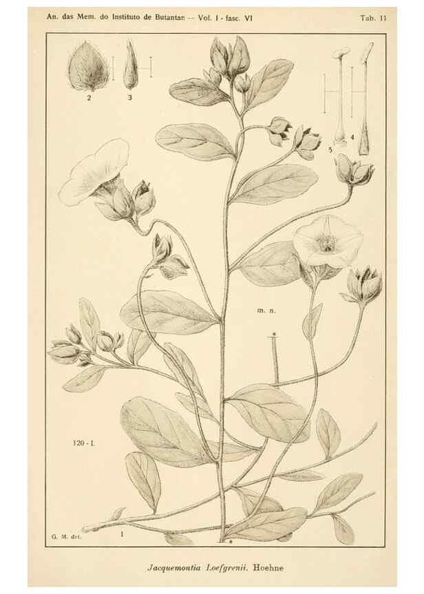 Reproducción/Reproduction 49013488672: Anexos das Memórias do Instituto de Butantan, Secção de Botânica.. S. Paulo :Comp. Melhoramentos de S. Paulo,1921-1922.. 