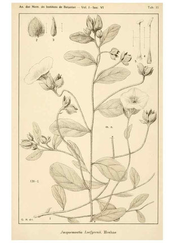 Reproducción/Reproduction 49013488672: Anexos das Memórias do Instituto de Butantan, Secção de Botânica.. S. Paulo :Comp. Melhoramentos de S. Paulo,1921-1922.. 