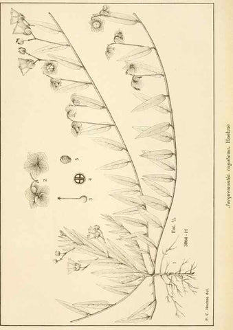 Reproducción/Reproduction 49013282481: Anexos das Memórias do Instituto de Butantan, Secção de Botânica.. S. Paulo :Comp. Melhoramentos de S. Paulo,1921-1922.. 