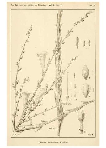 Reproducción/Reproduction 49013283316: Anexos das Memórias do Instituto de Butantan, Secção de Botânica.. S. Paulo :Comp. Melhoramentos de S. Paulo,1921-1922.. 