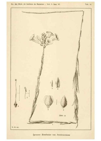 Reproducción/Reproduction 49013283626: Anexos das Memórias do Instituto de Butantan, Secção de Botânica.. S. Paulo :Comp. Melhoramentos de S. Paulo,1921-1922.. 