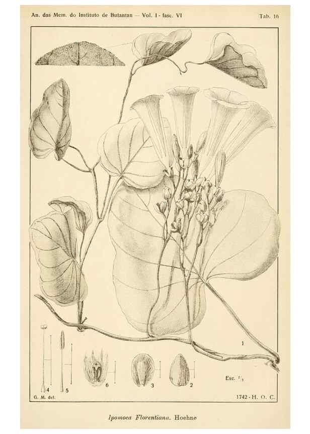 Reproducción/Reproduction 49013490482: Anexos das Memórias do Instituto de Butantan, Secção de Botânica.. S. Paulo :Comp. Melhoramentos de S. Paulo,1921-1922.. 