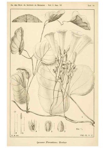 Reproducción/Reproduction 49013490482: Anexos das Memórias do Instituto de Butantan, Secção de Botânica.. S. Paulo :Comp. Melhoramentos de S. Paulo,1921-1922.. 