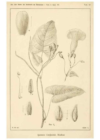 Reproducción/Reproduction 49013284886: Anexos das Memórias do Instituto de Butantan, Secção de Botânica.. S. Paulo :Comp. Melhoramentos de S. Paulo,1921-1922.. 
