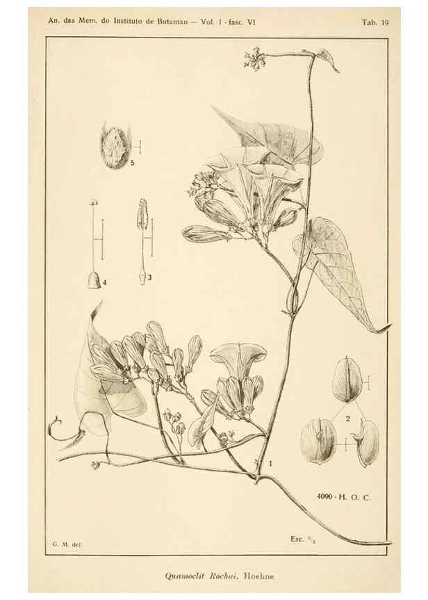 Reproducción/Reproduction 49012758673: Anexos das Memórias do Instituto de Butantan, Secção de Botânica.. S. Paulo :Comp. Melhoramentos de S. Paulo,1921-1922.. 