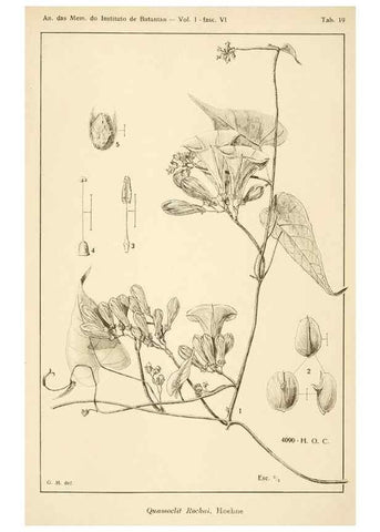 Reproducción/Reproduction 49012758673: Anexos das Memórias do Instituto de Butantan, Secção de Botânica.. S. Paulo :Comp. Melhoramentos de S. Paulo,1921-1922.. 