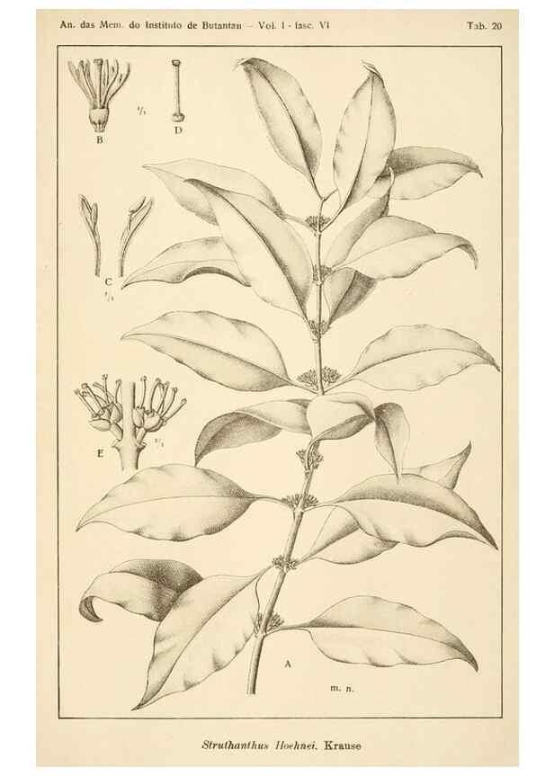 Reproducción/Reproduction 49012759083: Anexos das Memórias do Instituto de Butantan, Secção de Botânica.. S. Paulo :Comp. Melhoramentos de S. Paulo,1921-1922.. 