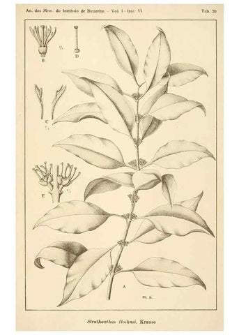Reproducción/Reproduction 49012759083: Anexos das Memórias do Instituto de Butantan, Secção de Botânica.. S. Paulo :Comp. Melhoramentos de S. Paulo,1921-1922.. 