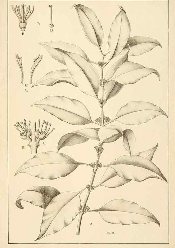 Reproducción/Reproduction 49012759083: Anexos das Memórias do Instituto de Butantan, Secção de Botânica.. S. Paulo :Comp. Melhoramentos de S. Paulo,1921-1922.. 