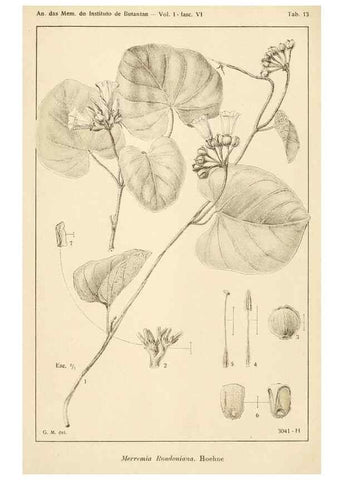 Reproducción/Reproduction 49013282906: Anexos das Memórias do Instituto de Butantan, Secção de Botânica.. S. Paulo :Comp. Melhoramentos de S. Paulo,1921-1922.. 